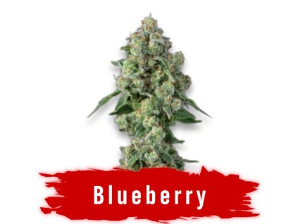 Blueberry thc semeno konopí