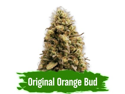 Semínka Original Orange Bud Autoflower