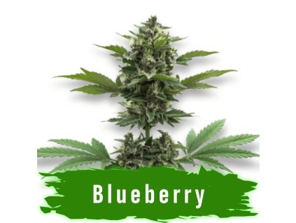 Semínka Blueberry Autoflower
