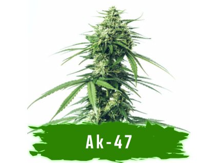 AK 47 autoflower