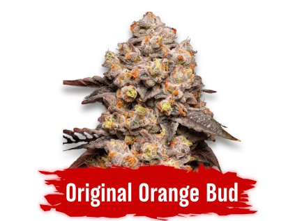 Semínka Original Orange Bud feminizovaná