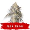 Jack Herer semeno marihuany THC