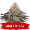 White Widow semena marihuany THC