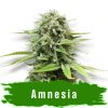 Amnesia auto