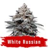 Semínka White Russian feminizovaná