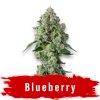 Blueberry thc semeno konopí
