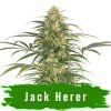 Jack herer auto