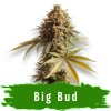 Big bud auto