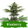 Semínka Blueberry Autoflower