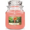 yankee-candle-vonna-svicka-classic-ve-skle-stredni-the-last-paradise-411-g-1.jpg