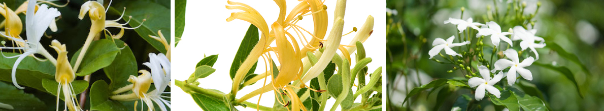 Honeysuckle