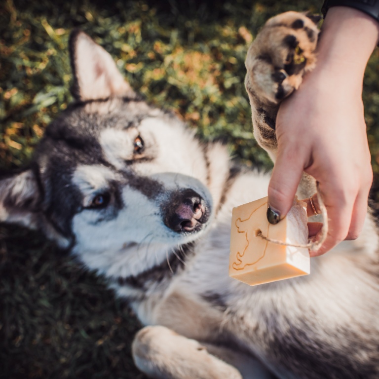 TUHÝ ŠAMPON PRO DLOUHOSRSTÉ PSY: LUXUSNÍ PÉČE PRO VAŠEHO CHLUPÁČE