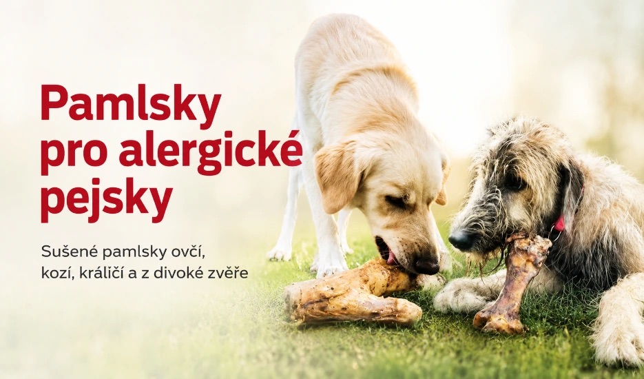 Alergický pes