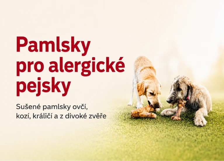 Alergický pes