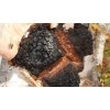 sibirska caga siberian chaga