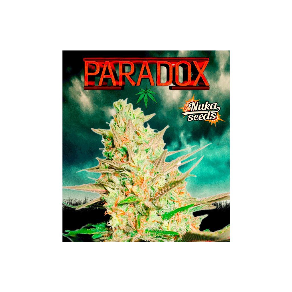 PARADOX - Feminizovaná 3 semena