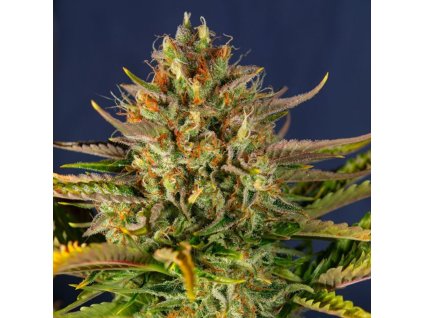 Auto Cream Mandarin
