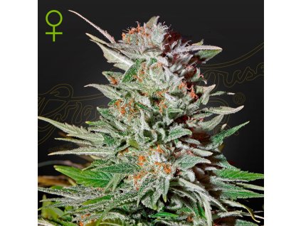 Super Lemon Haze Auto