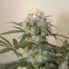 Auto Caramel