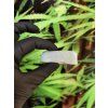 Piatella Blue Dream | THC-X > 30%
