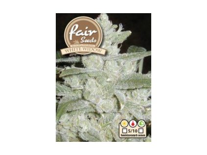 auto white widow fair sedds autoflowering