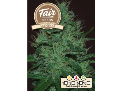 1602 fair seeds auto amnesia 2024