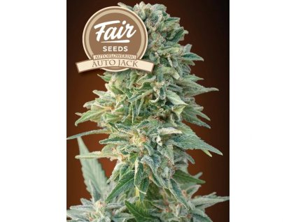 1713 fair seeds auto jack 2024