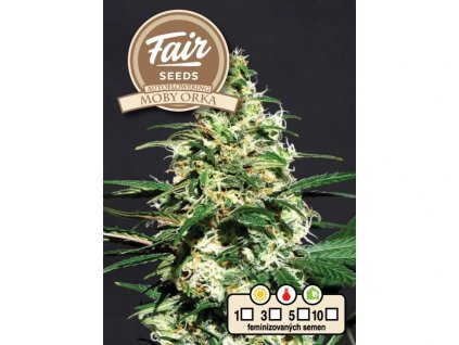 1641 fair seeds auto moby orka 2024