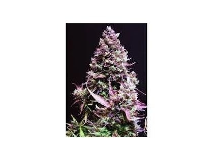 7716 stazeny soubor 9