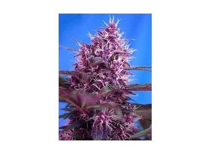 7773 stazeny soubor 28