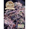 Fair Seeds Auto Blueberry, feminized autoflowering