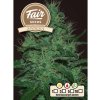 1602 fair seeds auto amnesia 2024