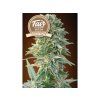 Fair Seeds Auto Jack, feminized autoflowering