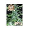 1644 fair seeds auto magnum plus 2024