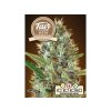 1719 fair seeds auto somango 2024