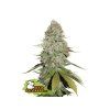 4557 seedstockers gorilla glue feminized