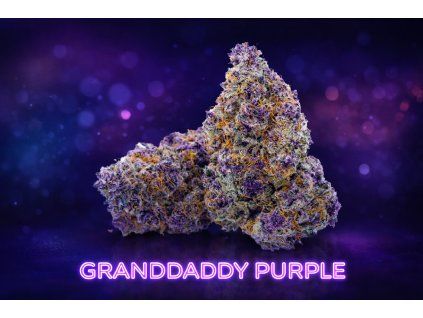 TH420 KVĚTY 30% - GRANDDADDY PURPLE