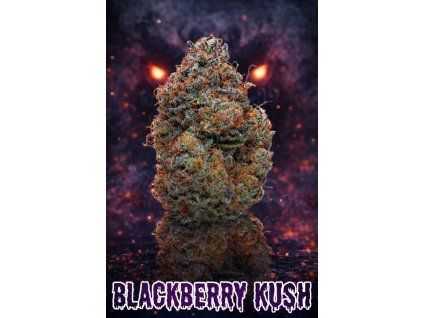 TH420 KVĚTY 30% - BLACKBERRY KUSH