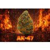 AK47 - TH420 KVĚTY