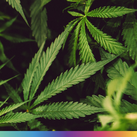 Fénixovy slzy. Údajný všelék pod drobnohledem.