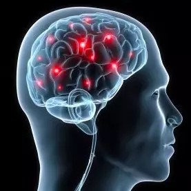 How does CBD act in the human brain?