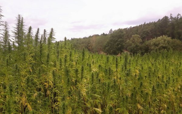 Raccolto di canapa 2019