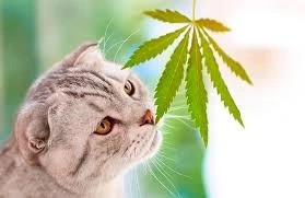 CBD oil for cats – When and how does it work?