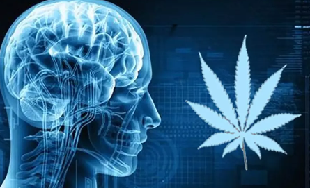 5 Simple Steps to Balance Your Endocannabinoid System (ECS)