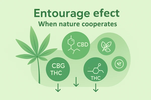 What is the entourage effect and why is it key to the effectiveness of cannabis products?