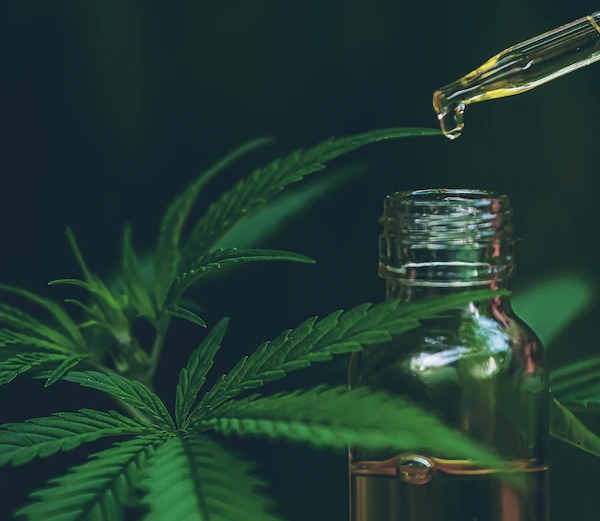 The government is preparing an absurd regulation of CBD using psychoactive substances