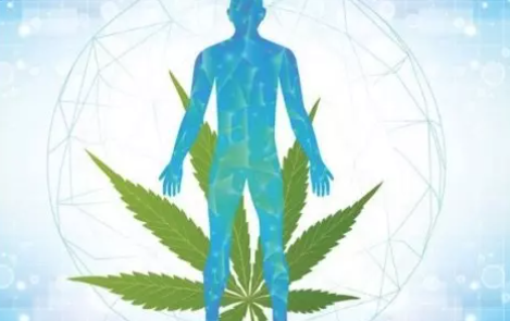 Cannabigerol (CBG): Benefits, Uses, and How It Works in the Body
