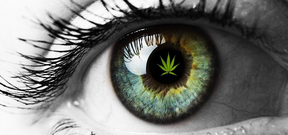 Badanie o CBD: Prawie połowa użytkowników CBD przestała używać leków konwencjonalnych