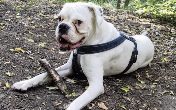 CBD olej i padaczka u psa - prawdziwa historia boksera Hugo!