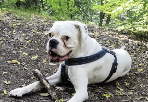 How CBD Oil Helped Hugo the Boxer with Epilepsy